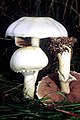 Agaricus arvensis