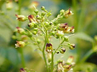 <span class="mw-page-title-main">Scrophulariaceae</span> Figwort family of flowering plants