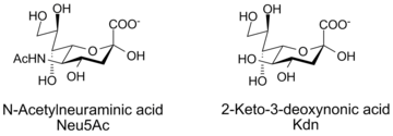 N-acetylneuraminic acid and Kdn, two sialic acids