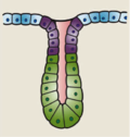 Thumbnail for Tubular gland