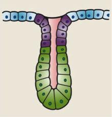 Simple Tubular Gland.png