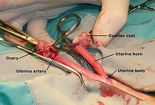 <span class="mw-page-title-main">Veterinary surgery</span> Surgery performed on animals