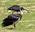 Straw-necked ibis