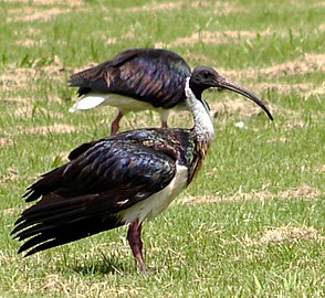 Threskiornis spinicollis)