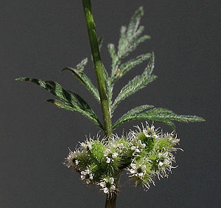 <i>Torilis nodosa</i> Species of flowering plant