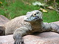 Komodo dragon (Varanus komodoensis)