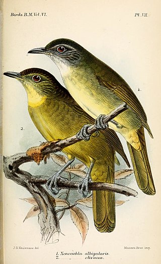 <i>Criniger</i> Genus of birds