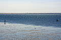 * Nomination: Wadden Sea in Dagebüll, Germany --Ralf Roletschek 11:28, 8 May 2013 (UTC) * * Review needed