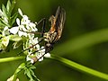 * Nomination Empis tessellata --ComputerHotline 19:14, 16 May 2013 (UTC) * Promotion Flowers overexposed, but subject ok. --Mattbuck 19:29, 28 May 2013 (UTC)