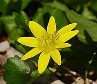 Ficaria verna Type species