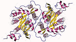 <span class="mw-page-title-main">Coproporphyrinogen III oxidase</span> Mammalian protein found in Homo sapiens