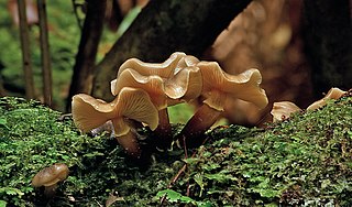 <i>Armillaria novae-zelandiae</i> Species of fungus