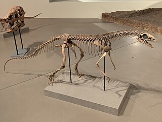 <i>Asilisaurus</i> Genus of reptiles (fossil)