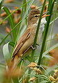 Bagħal tal-Qasab Acrocephalus scirpaceus