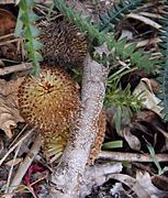 Banksia dryandroides