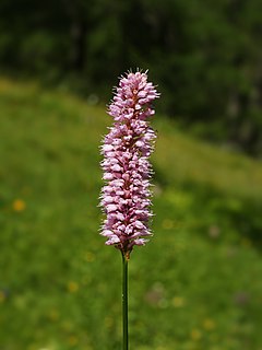 <i>Bistorta officinalis</i> species of plant