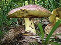 Königs-Röhrling Butyriboletus regius