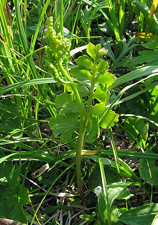 <i>Botrychium boreale</i> A Northern Hemisphere species of moonwort