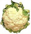 Image 37Cauliflower – Brassica oleracea var. botrytis (from Evolutionary history of plants)