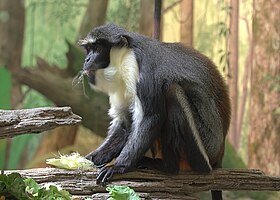 C. diana no Zoológico de Cincinnati