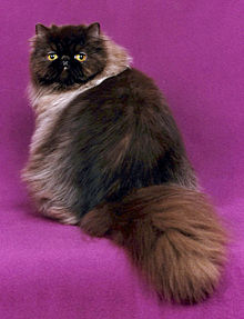 Purebred chocolate Persian show cat with "Grand Champion" title. Chocolate Persian.jpg