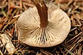 Clitocybe fuligineipes