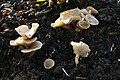 Clitocybe agrestis