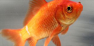 <span class="mw-page-title-main">Goldfish</span> Freshwater fish, common in aquariums