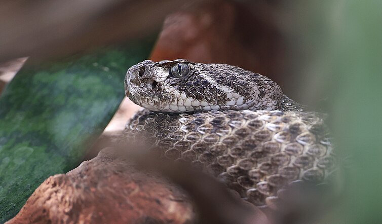 Crotale du Texas ou Crotale Diamantin de l'Ouest (Crotalus atrox)