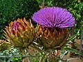 * Nomination Bud and inflorescence of a Globe Artichoke --Llez 13:50, 7 September 2011 (UTC) * Promotion Very good -- George Chernilevsky 19:58, 10 September 2011 (UTC)