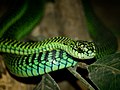 Boomslang (Dispholidus typus)