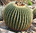 Sweegermuur-Stoul (Echinocactus grusonii)