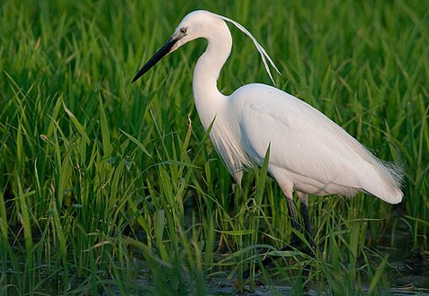 Plumage nuptial de l'aigrette garzette