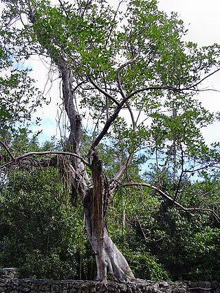 <i>Ficus aurea</i> Species of strangler fig