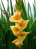 Gladiolus × hortulanus