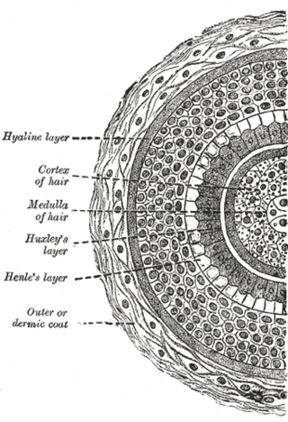 <span class="mw-page-title-main">Hair</span> Protein filament that grows from follicles found in the dermis, or skin