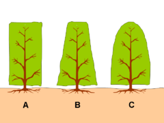 3 formes basiques de haie taillée A) Taille rectangulaire B) Taille trapézoïdale C) Taille ovale.