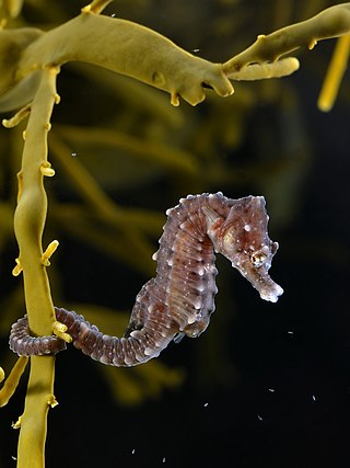 <span class="mw-page-title-main">Seahorse</span> Genus of bony fishes