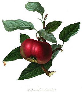 Devonshire Quarrenden Apple cultivar