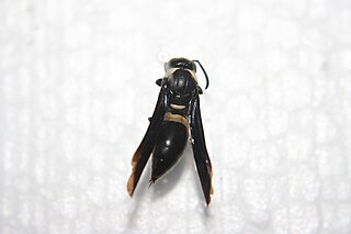 <i>Monobia</i> Genus of wasps