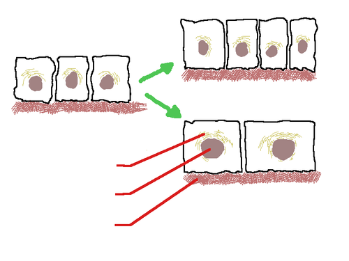 Structura synapsis typicae