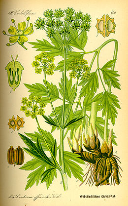 Vaistinė gelsvė (Levisticum officinale)