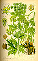 Levisticum officinale Illustration in: Otto Wilhelm Thomé: "Flora von Deutschland, Österreich und der Schweiz", Gera (1885)