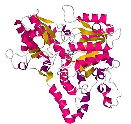 Structuur van kynureninase bij de mens[1]