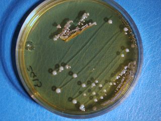 <i>Latilactobacillus sakei</i> Species of bacterium