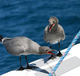 <span class="mw-page-title-main">Lava gull</span> Species of bird