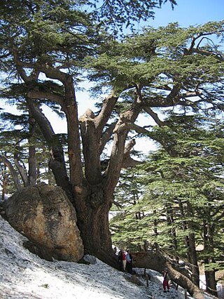 <i>Cedrus libani</i> Species of cedar tree from the Eastern Mediterranean