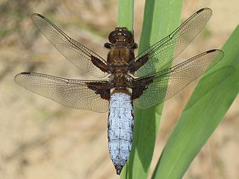 Une « libellule déprimée » (Libellula depressa) mâle. (définition réelle 1 757 × 1 317*)