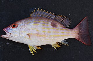 <span class="mw-page-title-main">Lane snapper</span> Species of fish