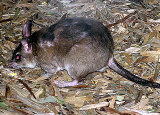 <span class="mw-page-title-main">Nesomyidae</span> Family of rodents